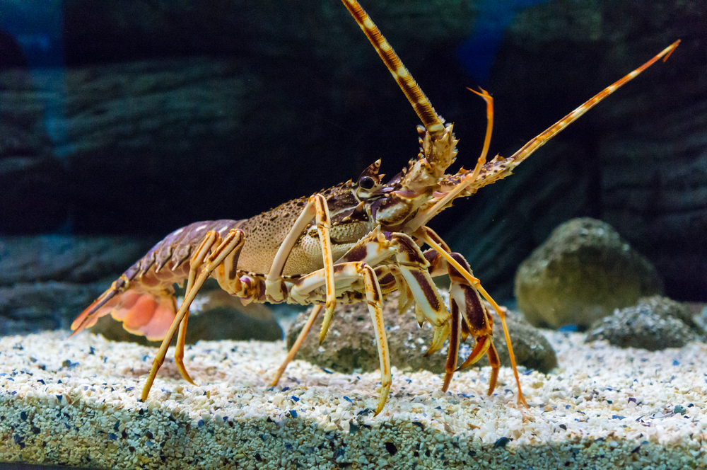 lobster