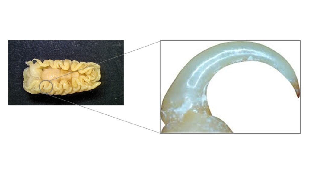 Parasite isopods possess dactyli, an appendage that looks like a hook.