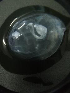 egg