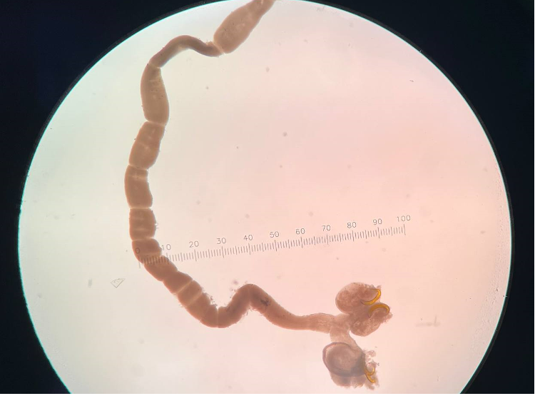 aquatic parasites