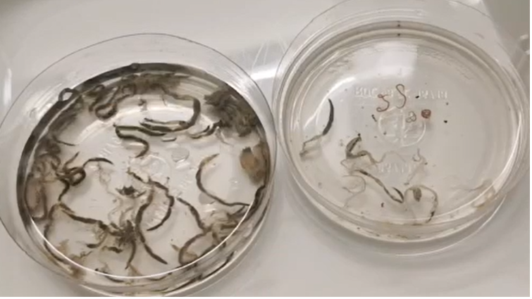 Anchor worms are a type of aquatic parasites