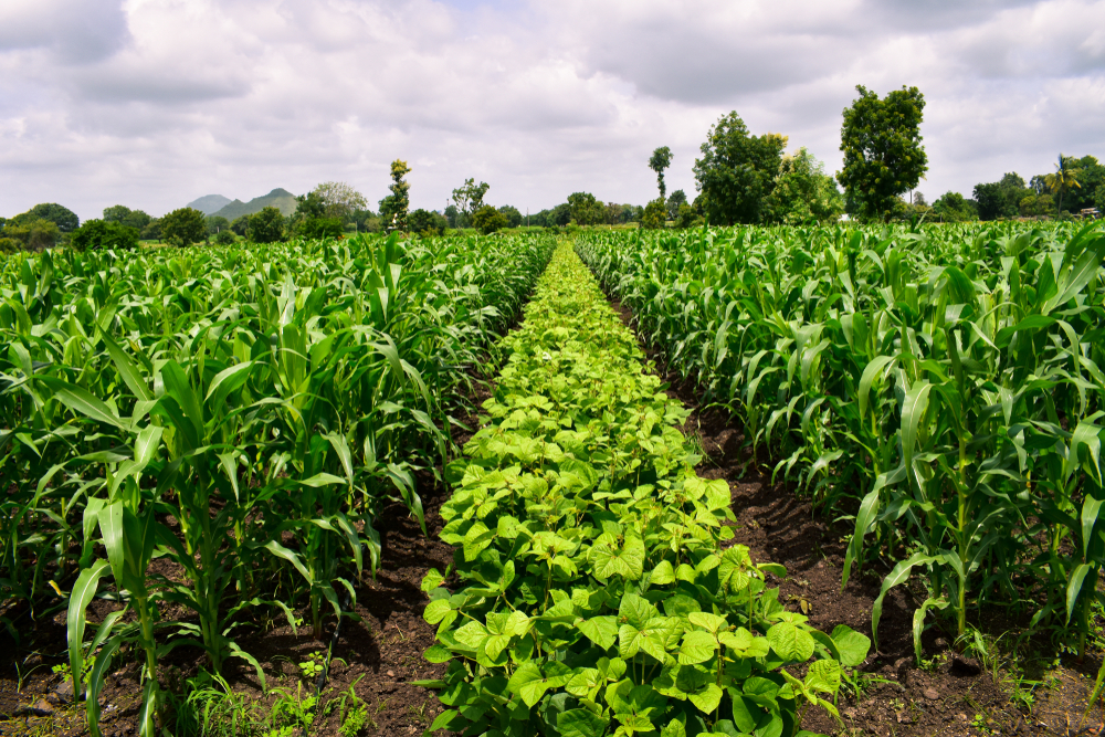 sustainable farming