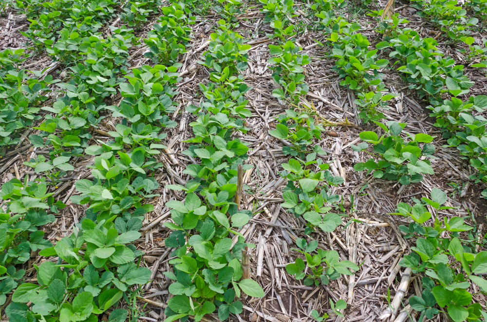 sustainable farming