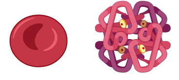 red blood cells