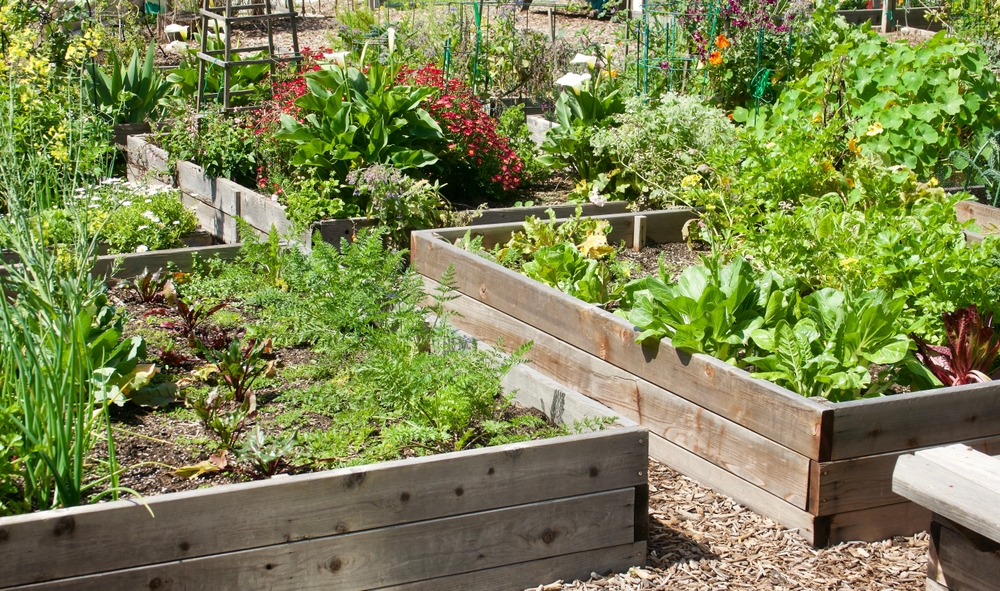 eat healthy vegetable garden at home