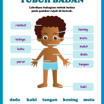 tubuh badan, sains, biologi, stem is fun